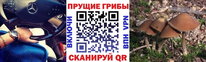 цены наркотик  Печоры  Псилоцибиновые грибы GOLDEN TEACHER 